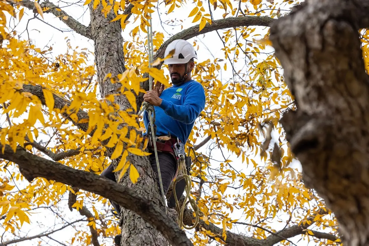 Skilled Tree Pruning crew working in Magnolia